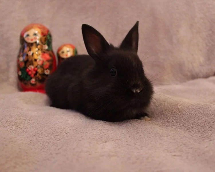 Přátelé! Představujeme vám zakrslé králíčky.